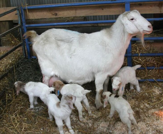 SUNY Cobleskill goat quints
