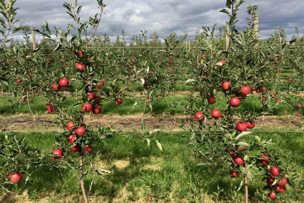 Samascott apple orchard Kinderhook 2018-September