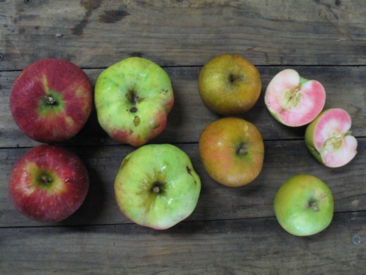 unusual apples from Samascott