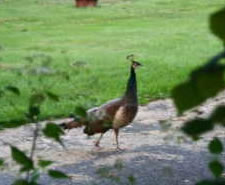 Schenectady peacock sighting