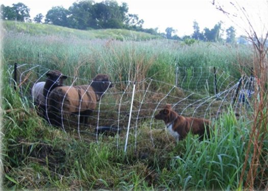 Sheep Dog