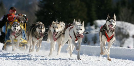 Sled Dogs Winter Carnival.jpg