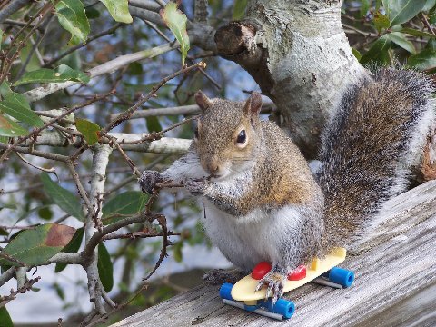 Squirrel on skateboard.jpg