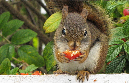 Squirrel w: tomato.jpg