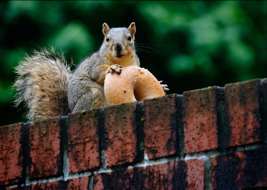 Squirrel with bagel.jpg