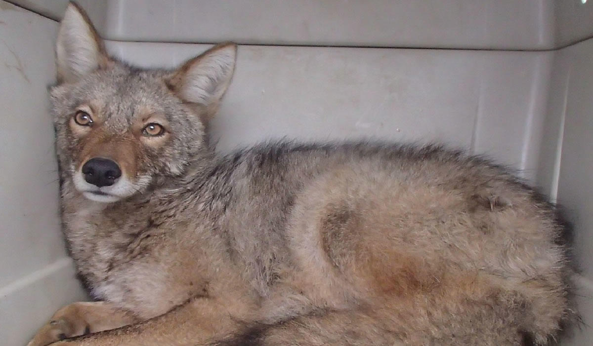 State Museum coyote closeup 