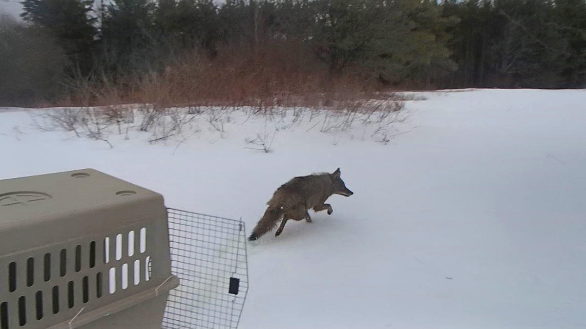 State Museum coyote release