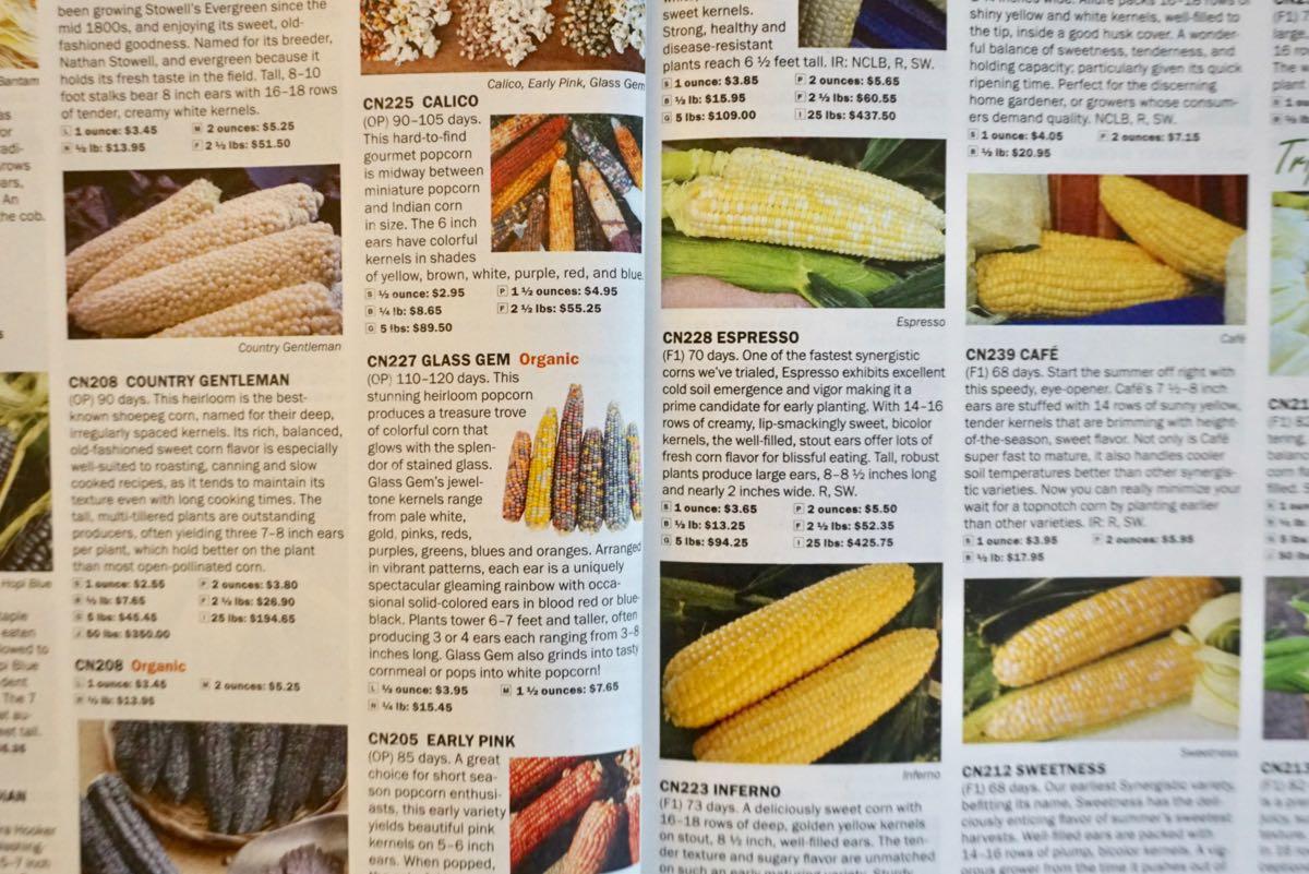 Territorial Seed Catalog corn