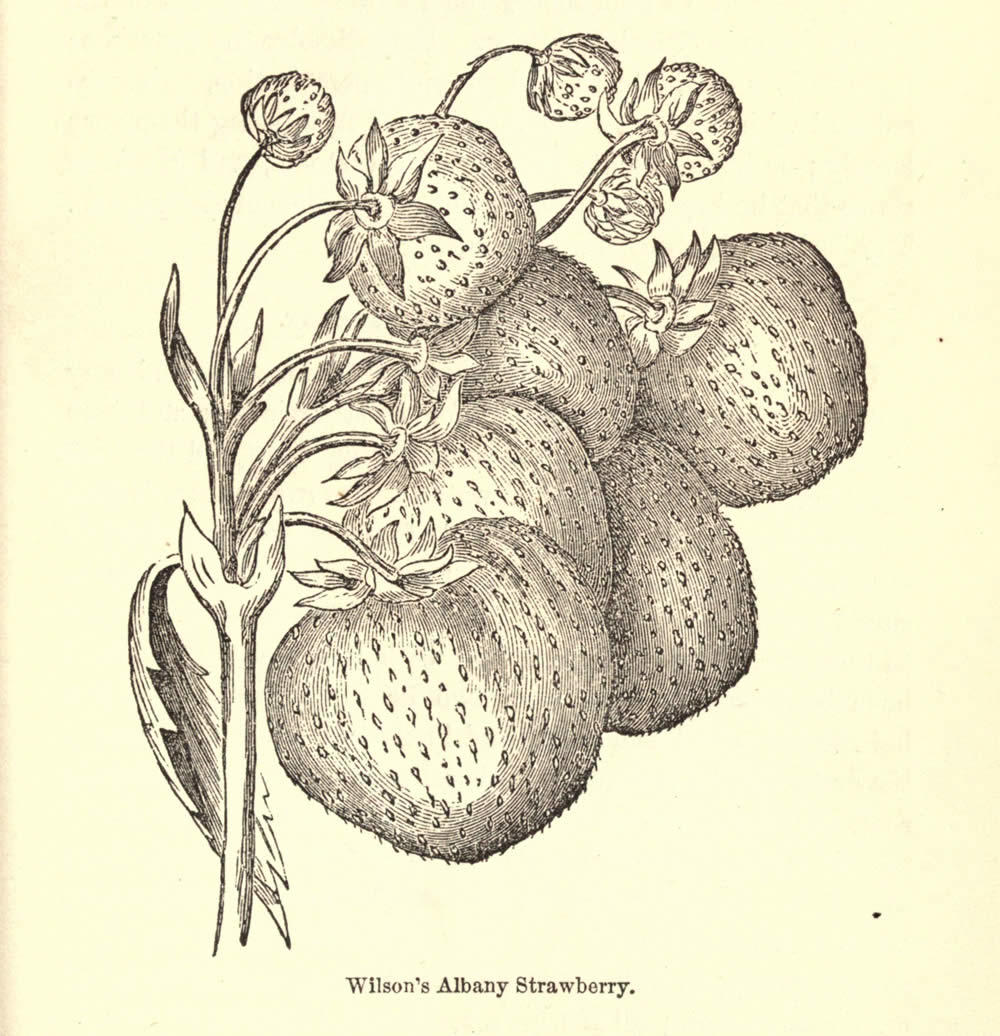 The_American_gardener's_assistant_Wilsons_Albany_strawberry.jpg