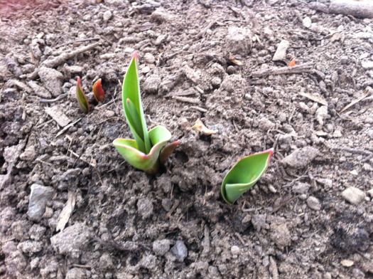 Tulips Washington Park March 2012