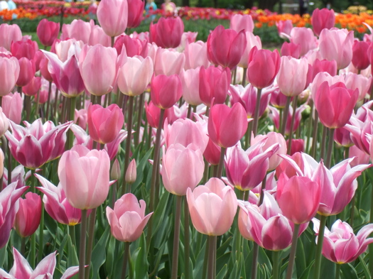 Tulips