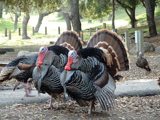 Turkeys.jpg