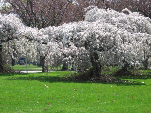 Washington Park Tree.JPG