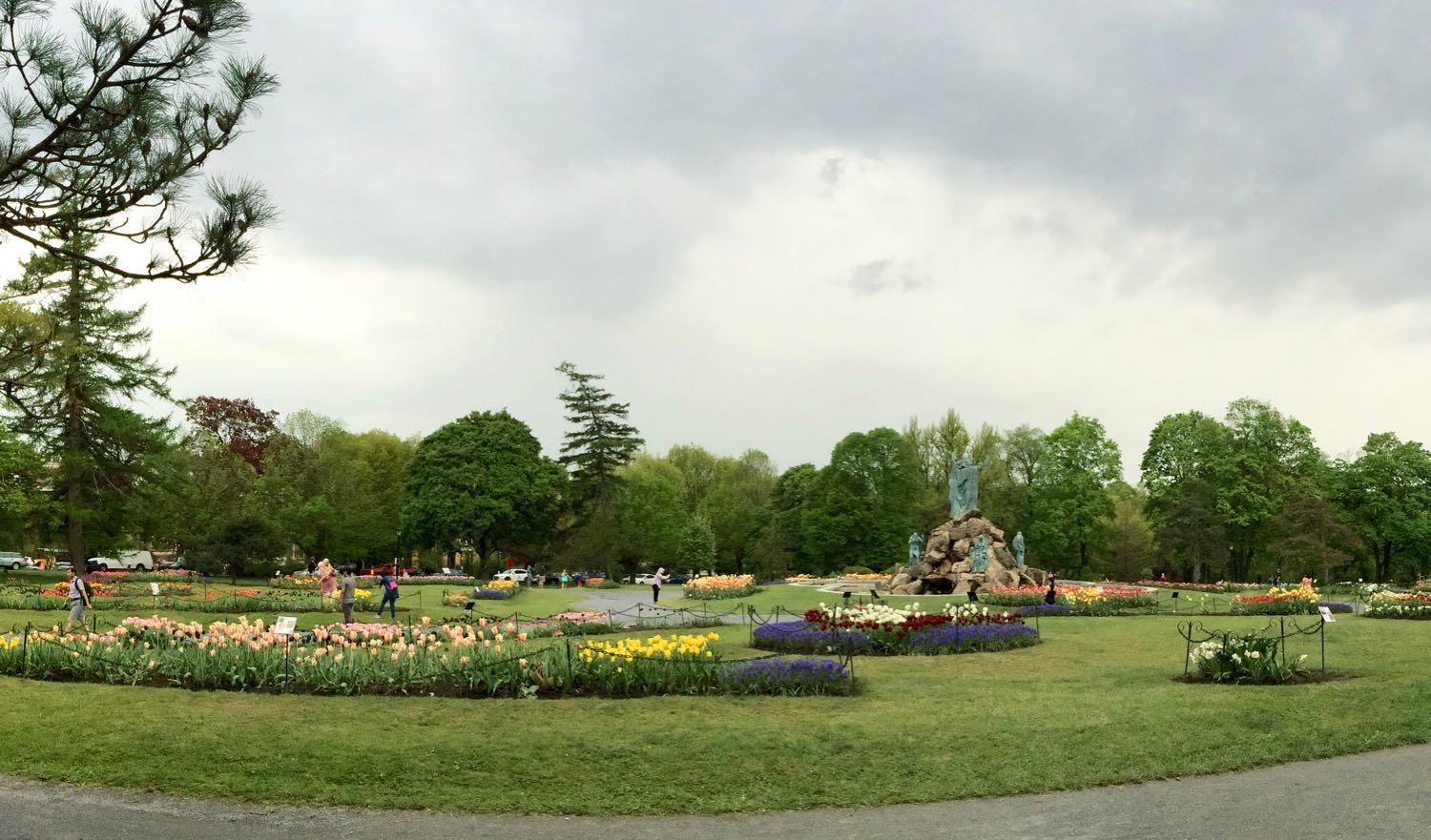 Washington Park tulip beds 2018-05-15
