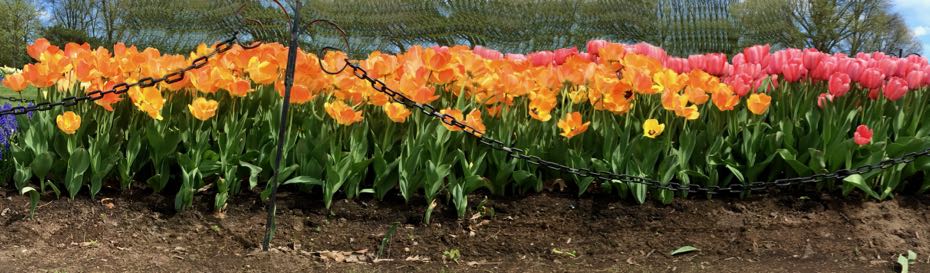 Washington_Park_tulips_2017_5.jpg