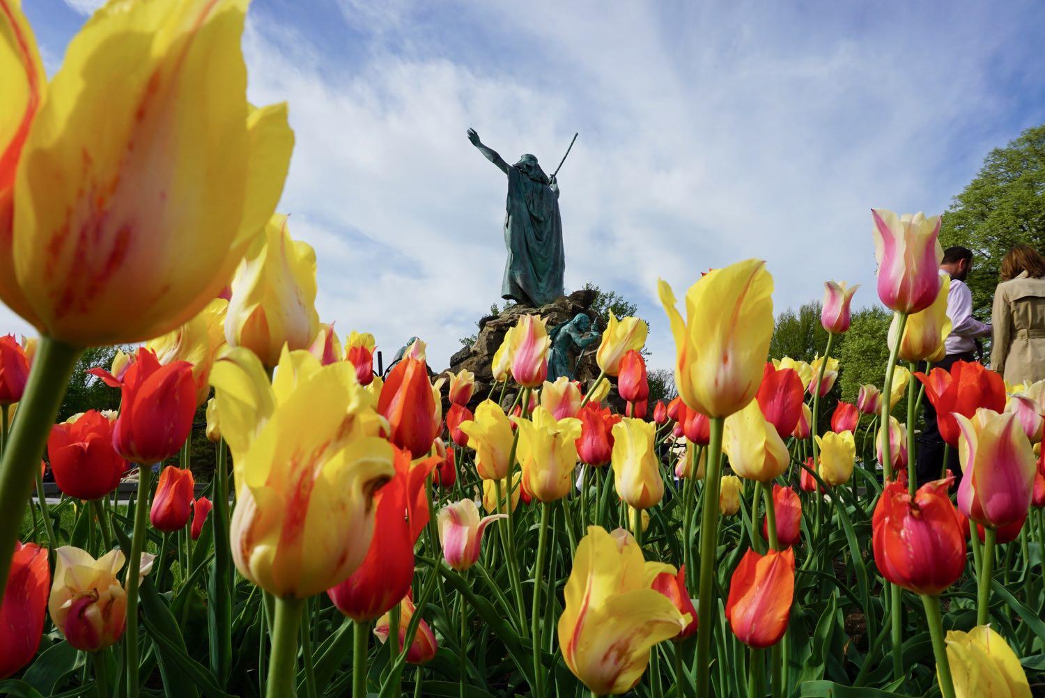 Washington Park tulips 2018 Moses