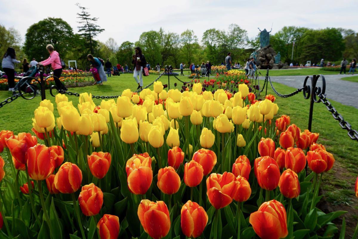 Washington Park tulips 2018 Moses background