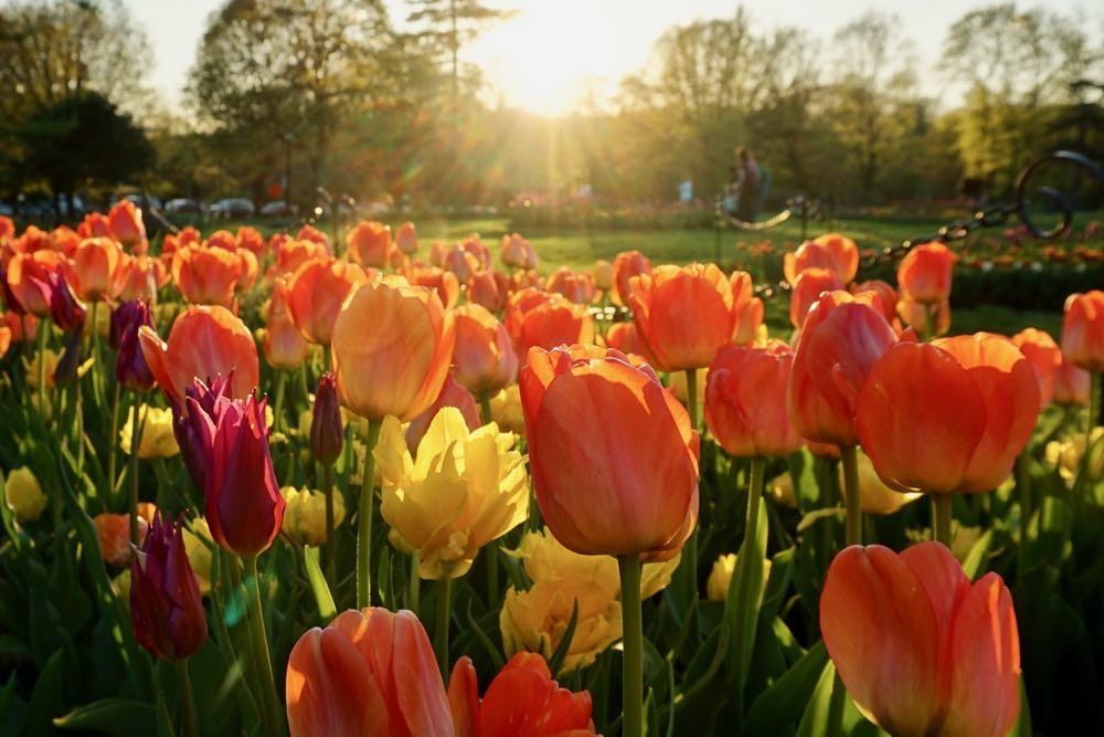 Washington Park tulips and sunshine