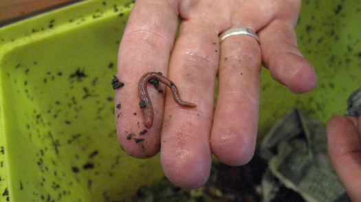 Worm in hand.jpg