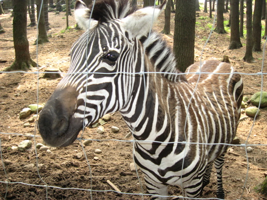 Adirondack Animal Land: It's a zoo