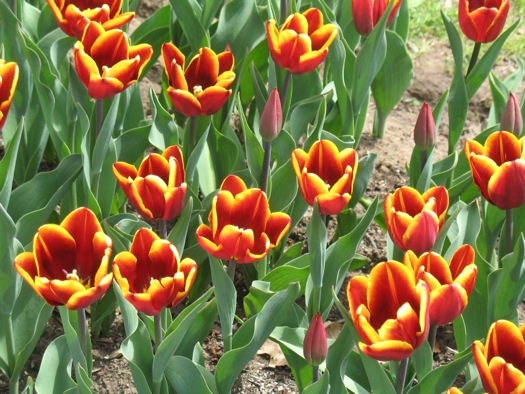 abu_hassan_tulips.jpg