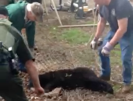 albany bear video still