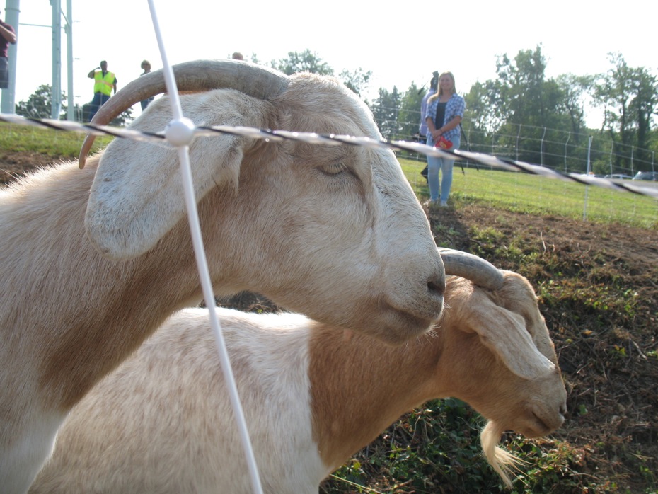 albany_loudonville_reservoir_goats_10.jpg