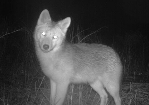 albany pine bush camera trap coyote cropped