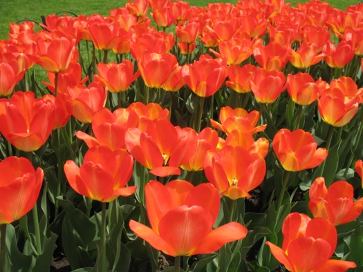 american_dream_tulips.jpg