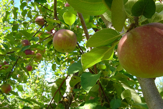 apples in tree