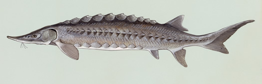 atlantic sturgeon illustration