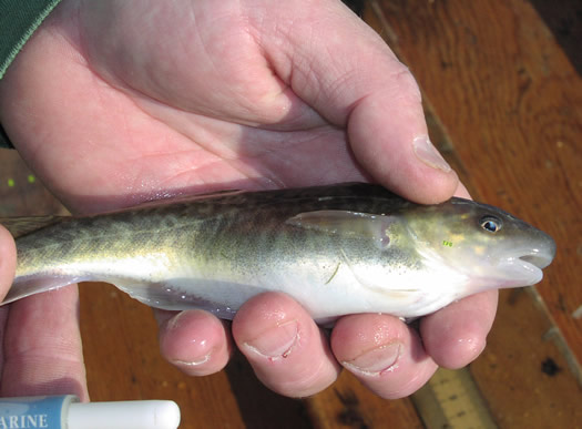 Hudson River Atlantic tomcod in Science