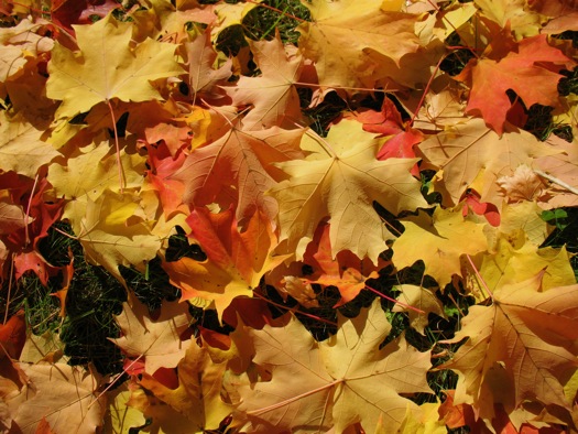 autumn leaves