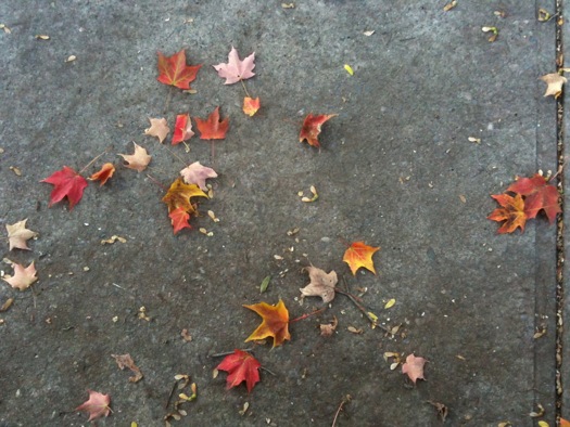 autumn leaves on sidewalk