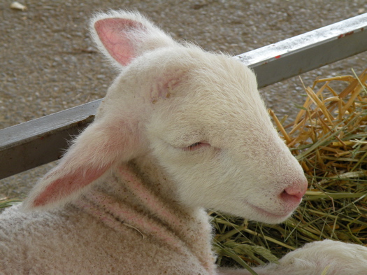 baby lamb.jpg