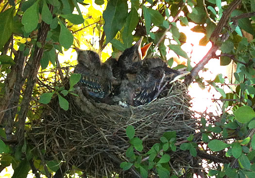 baby birds in nest