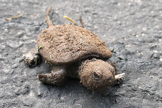 baby snapping turtle