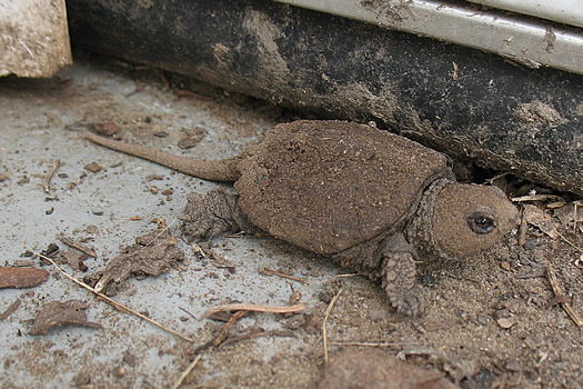 baby turtles 2