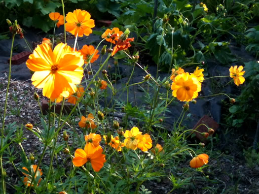 backlit flowers community garden state office campus