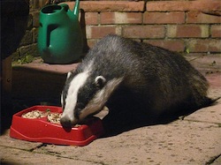 badger