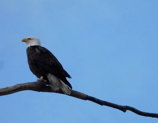 bald_eagle_julie_madsen.jpg