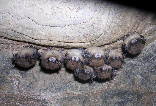 bats with nose fungus