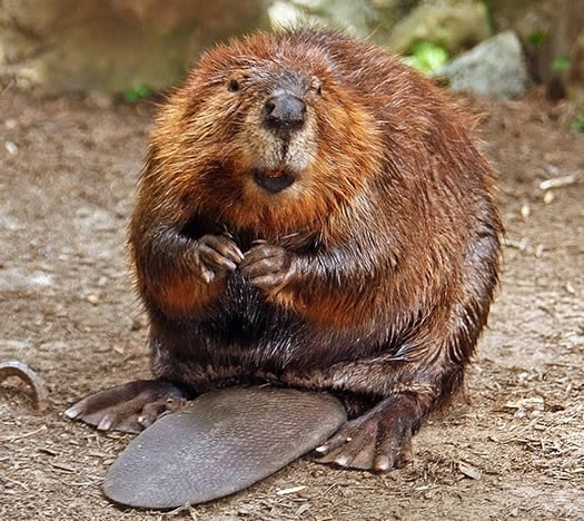 beaver munching on food