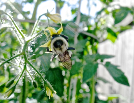bee pollinating tomato blossom