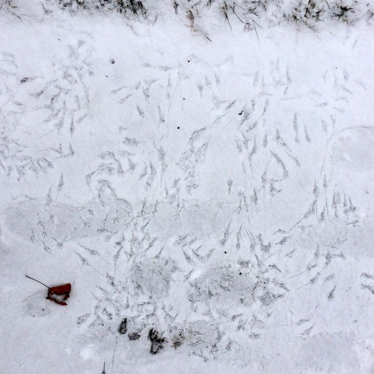 bird tracks in the snow