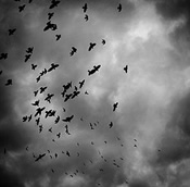 black birds gray sky justin higgins