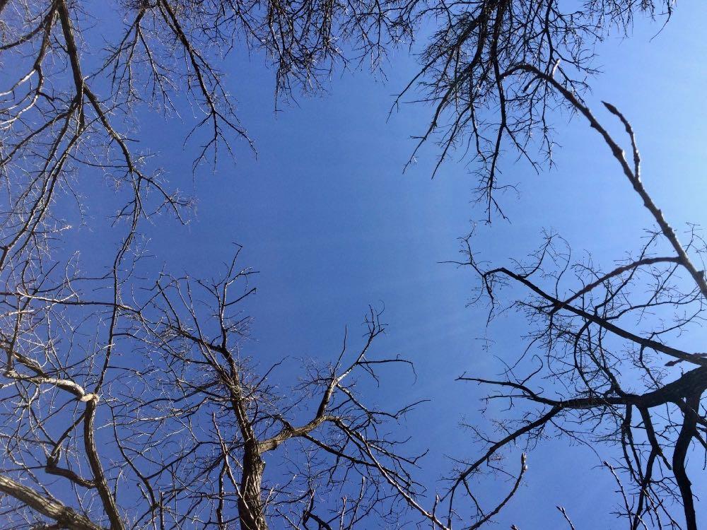 blue sky framed by bare trees 2018-03-6