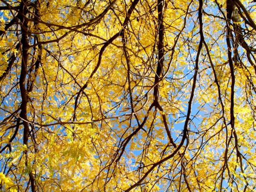 blue sky locust tree branches autumn