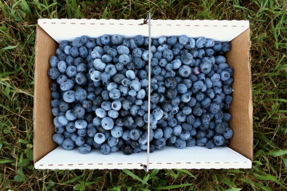 blueberries in box on grass