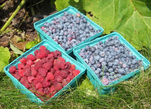 blueberries and raspberries